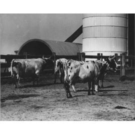 Ayrshire cows and bull, in yard adjacent to silos [Hawkesbury Agricultural College (HAC)]