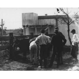 Calf shed and students [Hawkesbury Agricultural College (HAC)]