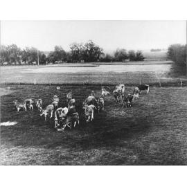 Calves in paddock [Hawkesbury Agricultural College (HAC)]