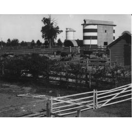 Eschelon Milking Shed (exterior): Cows in holding yard outside and silos in background [Hawkesbury Agricultural College (HAC)]