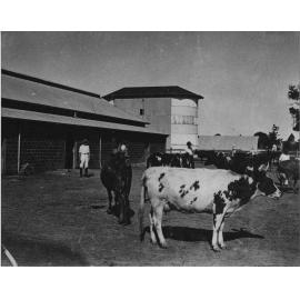 Cows in holding yard with milking bails to the left and silos in background [Hawkesbury Agricultural College (HAC)]