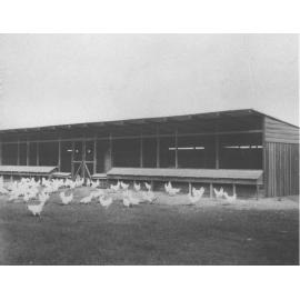 Poultry - Double semi-intensive house with hens feeding in the foreground [Hawkesbury Agricultural College (HAC)]