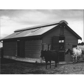 Eschelon Milking Shed (exterior): Two cows in front [Hawkesbury Agricultural College (HAC)]