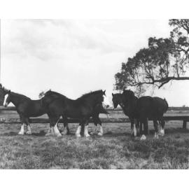 Five Clydesdale horses in yard [Hawkesbury Agricultural College (HAC)]
