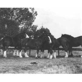 Five Clydesdale horses in yard [Hawkesbury Agricultural College (HAC)]