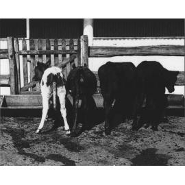 Four calves outside shed [Hawkesbury Agricultural College (HAC)]