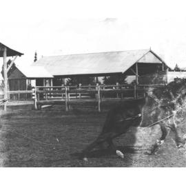 Horse breaking (2 of 3) [Hawkesbury Agricultural College (HAC)]