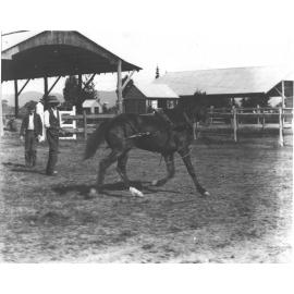 Horse breaking (3 of 3) - Instructor holding rope reins attached to horses bridle with student looking on [Hawkesbury Agricultural College (HAC)]