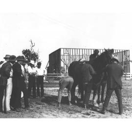 Horse examination - students examining a horse for soundness [Hawkesbury Agricultural College (HAC)]