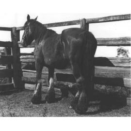 Horse in hospital yard [Hawkesbury Agricultural College (HAC)]