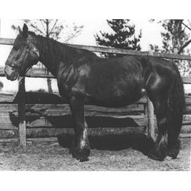 Horse in hospital yard [Hawkesbury Agricultural College (HAC)]