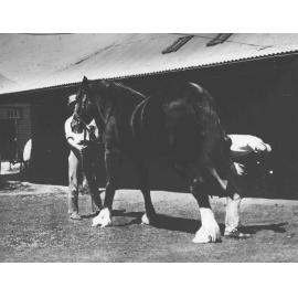 Horse shoeing - One student shoeing a horse, the other holding the reins [Hawkesbury Agricultural College (HAC)]