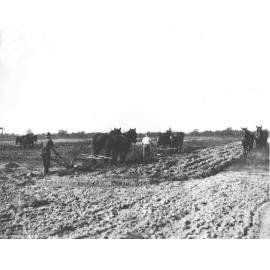 Ploughing - Students with two-horse teams [Hawkesbury Agricultural College (HAC)]