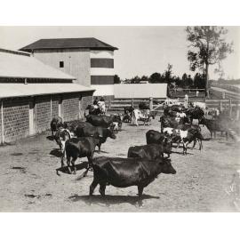 In front of the bails looking east, with cows standing in yard - stanchion milking bails, feeding stalls & silos [Hawkesbury Agricultural College (HAC)]