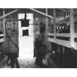 Eschelon Milking Shed (interior): Student attending to milking [Hawkesbury Agricultural College (HAC)]