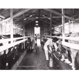 Eschelon Milking Shed (interior): students milking cows [Hawkesbury Agricultural College (HAC)]