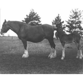 Mare 'Esmer' and foal in paddock [Hawkesbury Agricultural College (HAC)]