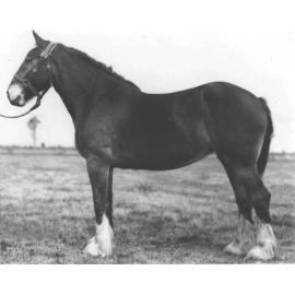 Mare 'Mystery' in paddock [Hawkesbury Agricultural College (HAC)]