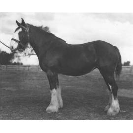Mare 'Torrs Baroness' in paddock [Hawkesbury Agricultural College (HAC)]
