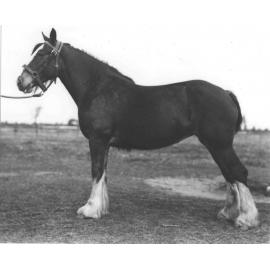 Mare 'Torrs Princess' in paddock [Hawkesbury Agricultural College (HAC)]