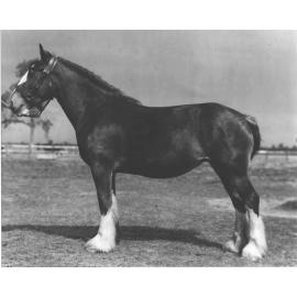 Mare 'Woodhall Eclipse' in paddock [Hawkesbury Agricultural College (HAC)]
