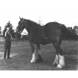 Mare 'Woodhall Eclipse' in paddock with handler [Hawkesbury Agricultural College (HAC)]