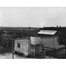 New eschalon milking bails adjacent to the calf shed [Hawkesbury Agricultural College (HAC)]