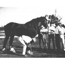 Examination of horses for soundness (print 1 of 7) [Hawkesbury Agricultural College (HAC)]