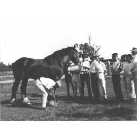 Examination of horses for soundness (print 2 of 7) [Hawkesbury Agricultural College (HAC)]