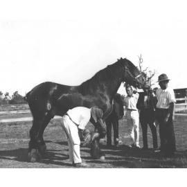 Examination of horses for soundness (print 3 of 7) [Hawkesbury Agricultural College (HAC)]