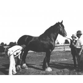 Examination of horses for soundness (print 4 of 7) [Hawkesbury Agricultural College (HAC)]