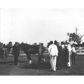 Examination of horses for soundness (print 5 of 7) - vet in attendance [Hawkesbury Agricultural College (HAC)]