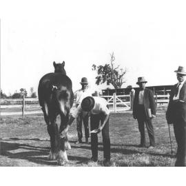 Examination of horses for soundness (print 6 of 7) - vet in attendance [Hawkesbury Agricultural College (HAC)]