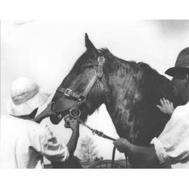 Examination of horses for soundness (print 7 of 7) - student examining stallion's mouth to determine its age [Hawkesbury Agricultural College (HAC)]