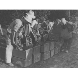 Picking citrus fruit - six students fill boxes with oranges, under supervision [Hawkesbury Agricultural College (HAC)]