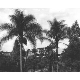 Quadrangle - good growth of vegetation [Hawkesbury Agricultural College (HAC)]