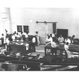 Lecture Theatre - Wool classing, students sorting/grading fleeces [Hawkesbury Agricultural College (HAC)]