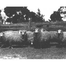 Sheep - Romney Marsh breed, standing in a yard [Hawkesbury Agricultural College (HAC)]