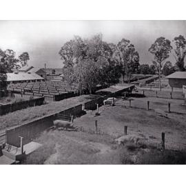 Farrowing shed, feed shed, yards and Piggery Office to right [Hawkesbury Agricultural College (HAC)]