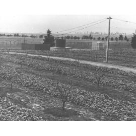Septic system in background with a green manure crop and trees between rows in foreground [Hawkesbury Agricultural College (HAC)]