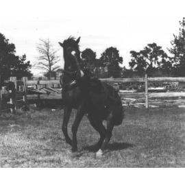 Horse breaking (1 of 3) - Early stage [Hawkesbury Agricultural College (HAC)]