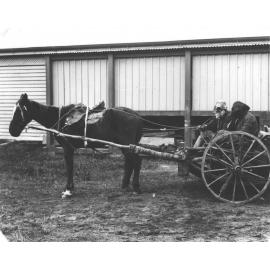 Empire Day - Students dressed up - Sitting in a cart drawn by one horse [Hawkesbury Agricultural College (HAC)]