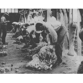 Shearing Shed (interior) - Students shearing sheep with hand (blade) shears [Hawkesbury Agricultural College (HAC)]