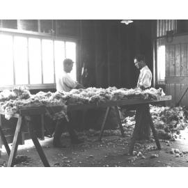 Shearing Shed (interior) - Students skirting a fleece [Hawkesbury Agricultural College (HAC)]