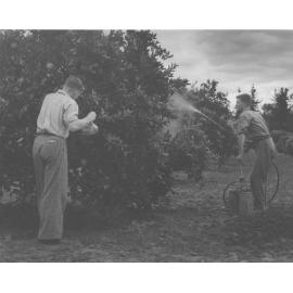 Students spraying citrus trees to control fruit fly [Hawkesbury Agricultural College (HAC)]