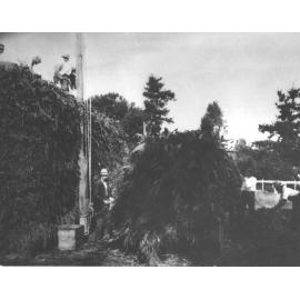 Students stacking maize for ensilage (hay) stack [Hawkesbury Agricultural College (HAC)]