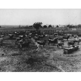 The holding yard and jersey herd - looking north east from the milking shed [Hawkesbury Agricultural College (HAC)]