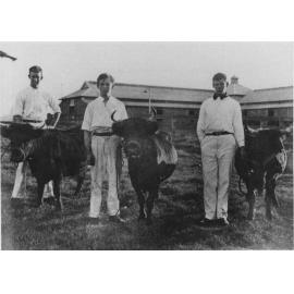 Three students with three dexter-kerry cows standing in front of the milking bails [Hawkesbury Agricultural College (HAC)]