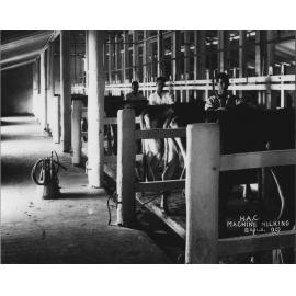 Three students working inside stanchion cow bails - machine milking [Hawkesbury Agricultural College (HAC)]