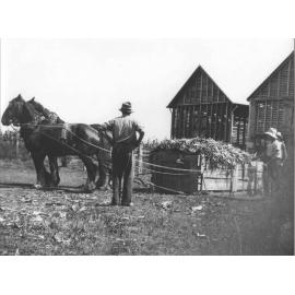 Two horses pulling a loaded sled at the River Farm [Hawkesbury Agricultural College (HAC)]